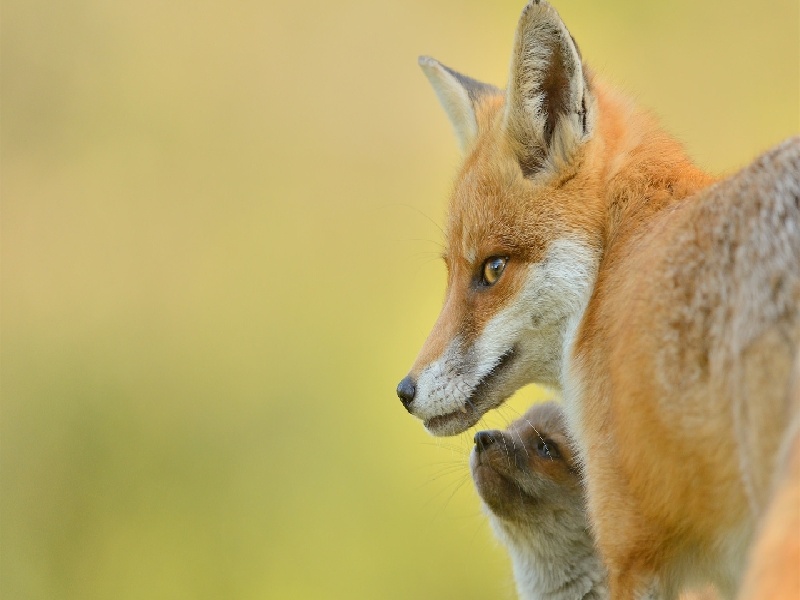 试管代孕医疗环境